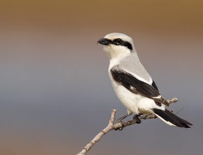 A Northern Shrike, showing black horizontal stripe "mask" across its eye, while perched on a twig