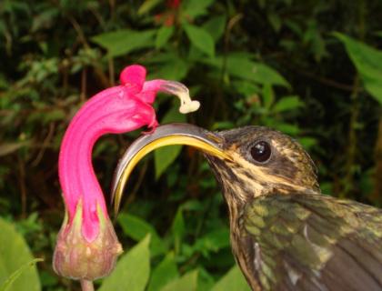 Buff-tailed Sicklebill