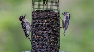 A pair of Downy Woodpeckers stand on opposite sides of a tube feeder and eat 