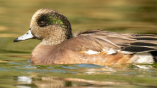 American Wigeon glides across water