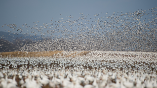 A large flock of Snow Geese take off