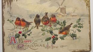 vintage drawing of songbirds on a holly bush