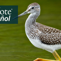 A Greater Yellowlegs wades through water. "BirdNote en Español" appears in the top left corner.