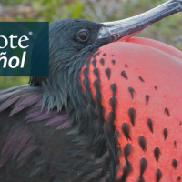 Magnificent Frigatebird with his red throat sac ballooned out with air