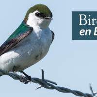 Violet-green Swallow perched on a wire. "BirdNote en Español" appears in the top right corner of the image.