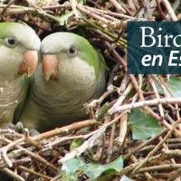 A pair of small green parrots peer out from an opening in a large nest made of sticks and branches. "BirdNote en Español" appears in the upper right corner.