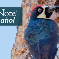 An Acorn Woodpecker showing its dark back, black and white head and red top patch as it clings to a tree trunk dotted with small holes, some filled with acorns. "BirdNote en Español" appears in the upper left corner.