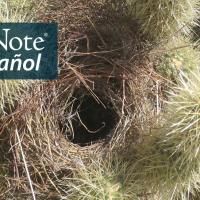 A Cactus Wren nest constructed amidst the spiny branches of a Jumping Cholla cactus. "BirdNote en Español" appears in the top left corner.