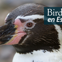 A close up view of a Humboldt Penguin in profile, showing its large black beak, dark head with white stripe, and pink cheeks. "BirdNote en Español" appears in the top right corner.