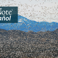 Flock of Snow Geese in flight. "BirdNote en Español" appears in the top left corner.