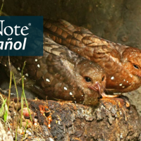 Oilbirds perched on rocks in cave. "BirdNote en Español" appears in the top left corner.