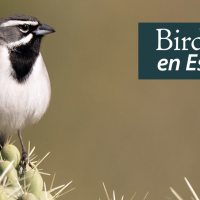 A Black-throated Sparrow is perched on top of cacti. "BirdNote en Español" appears in the top right corner.