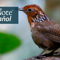 A Musician Wren is perched on a branch. "BirdNote en Español" appears in the top left corner.