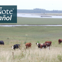 Cattle grazing in Uruguayan pastureland near a wetland. "BirdNote en Español" appears in the top right corner. 