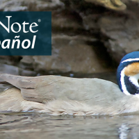 A Sungrebe swimming in shallow water in front of rocks, facing the viewer's right. "BirdNote en Español" appears in the top left corner.