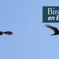 Turkey Vulture and Zone-tailed Hawk. "BirdNote en Español" appears in the top right corner.