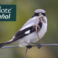 A Loggerhead Shrike has a reptile in its beak. The BirdNote en Español logo appears in the top right corner of the image.