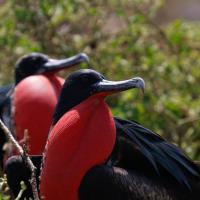 Great Frigatebirds