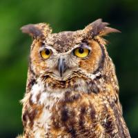 Great Horned Owl