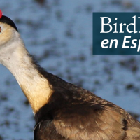 Comb-crested Jacana carrying a chick. "BirdNote en Español" appears above the bird.