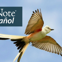 Scissor-tailed Flycatcher in flight against a partly cloudy sky, the bird's tail showing the classic split, its pale wings showing red on the underside where it meets the body.