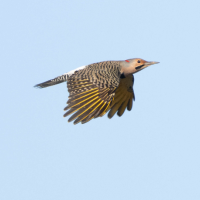 Northern Flicker in flight with a light blue sky in the background