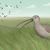 Palouse Prairie Curlew