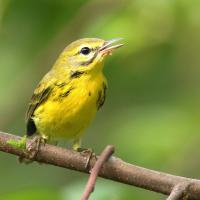 Prairie Warbler perched on branch, beak open, singing