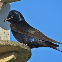 Purple Martin perched at a nest box