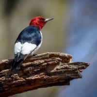 Red-headed Woodpecker perched on a branch