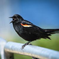 Red-winged Blackbird faces to viewer's left, its black plumage shining in sunlight and its beak open while singing