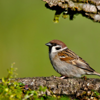 Eurasian tree sparrow stands on tree branch