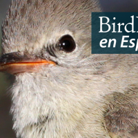  A Northern Beardless Tryannulet is pictured close to the viewer, facing its body toward the left. "BirdNote en Español" appears in the top left corner.