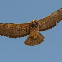 Swainson's Hawk in flight, wings outstretched against a clear sky