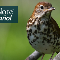 A Wood Thrush is perched on a tree branch in front of a green background. "BirdNote en Español" appears in the top left corner.