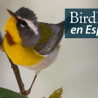 A Crescent-chested Warbler is perched on a tree branch. "BirdNote en Español" appears in the top right corner.