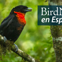 A Red-ruffed Fruitcrow is perched on a branch. "BirdNote en Español" appears in the top right corner.