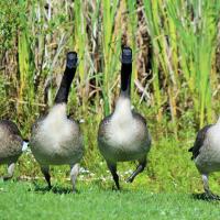 Canada Geese