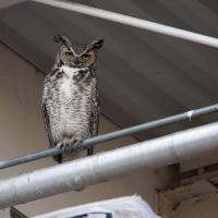 Great Horned Owl perched on railing in urban area