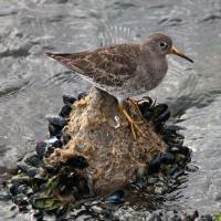 Purple Sandpiper