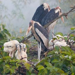 Greater Adjutant Storks standing in their nest with young chicks at their feet