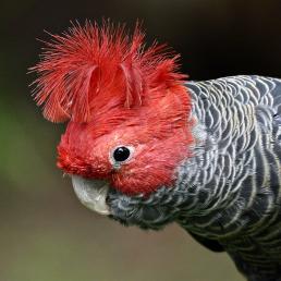 A Gang-Gang Cockatoo showing bright red feathers on its face and in a curved crest atop its head, with brindled gray and white feathers on its shoulder and chest.