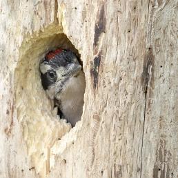 A Hairy Woodpecker nestling peeks out from its nest hole in the side of a tree trunk.