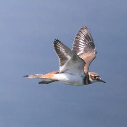 Killdeer in flight