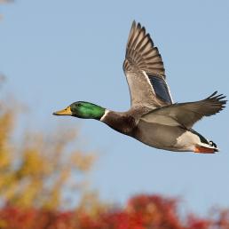 Male Mallard duck in flight, seen in left profile, wings extended, against a pale blue sky and autumn foliage