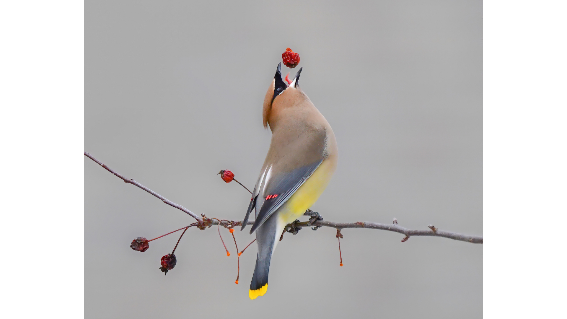 Andy Raupp - Cedar Waxwing