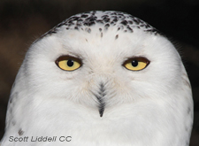 snowy owl head