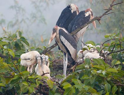 Greater Adjutant Storks standing in their nest with young chicks at their feet