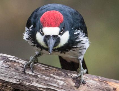 An Acorn Woodpecker facing forward and staring intensely, giving a "stare down" look; the red patch on top of its lowered head bright against the black body feathers. 