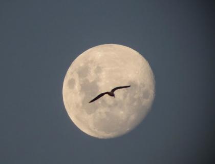 A migrating bird is silhouetted against a near-full moon in the night sky.